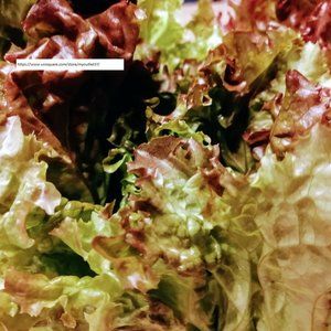 Red Sails Loose-Leaf Lettuce Seeds - Vegetable Seeds - BOGO